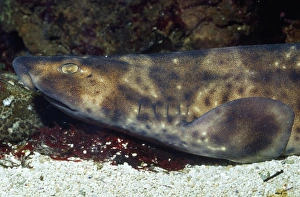 Images Dated 14th November 2008: Swell Shark Kelp beds California to Chile
