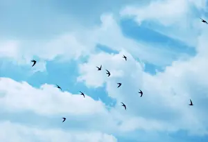 Cloud Prints: Swift Several in flight