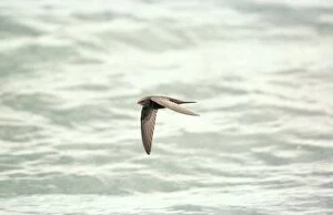 Images Dated 7th February 2005: Swift - In Flight Farmoor Resevoir, Oxon, UK