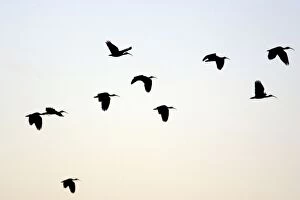 Swift - Flock in Flight