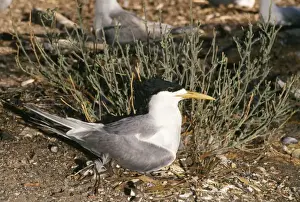 Swift / Greater Crested Tern