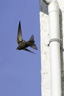 Swift - Leaving nest in building roof