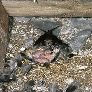 Swift - at nest with young