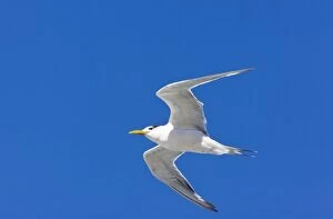 Swift Tern - in flight. The Cape, South Africa