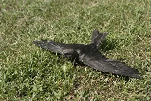 Swift Prints: Swift - young which has fallen from nest and is unable to fly