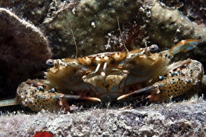 Images Dated 16th June 2007: Swimmer Crab - Malaysia