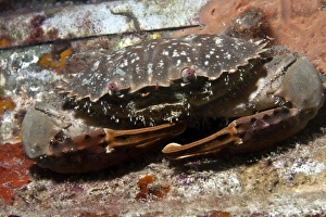 Images Dated 16th June 2007: Swimmer Crab - Malaysia