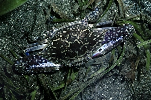 Papua New Guinea Collection: Swimmer Crab - Papua New Guinea