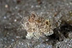 Frog Fishes Prints: Swimming Frogfish - Indonesia