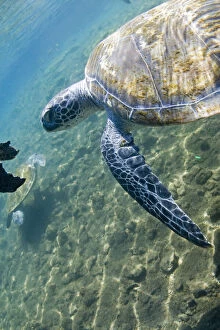 Swimming with the turtles at Satoalepai