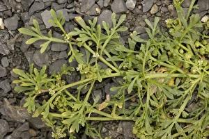 Images Dated 5th August 2006: Swine-cress (Coronopus squamatus), Dorset coast