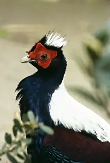 Swinhoes Pheasant