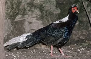 Images Dated 20th July 2007: Swinhoe's Pheasant