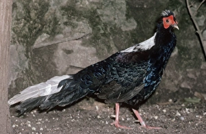 Swinhoes Pheasant