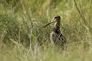 Snipes Prints: Swinhoe's Snipe Breeds in Siberia and Mongolia and winters from India through southeast Asia