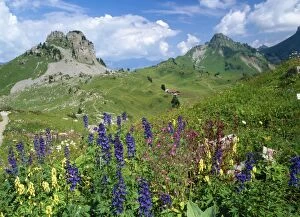 Switzerland - alpine flowers (Delphinium Elatum, Red Campion, Wolfsbane)
