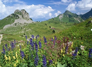 Switzerland - alpine flowers (Delphinium Elatum, Red Campion, Wolfsbane) Switzerland - alpine flowers (Delphinium Elatum, Red Campion, Wolfsbane)