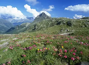 Peaks Prints: Switzerland - mass of flowres including Alpine Clover. Bernina Pass, Switzerland