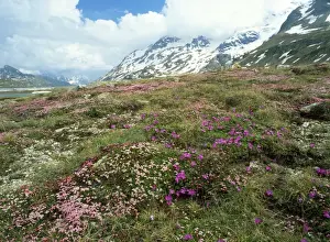 Azaleas Prints: Switzerland - trailing Azalea with Primulas Bernina Pass, Switzerland