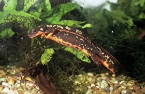 Images Dated 24th July 2007: Sword-tailed Newt Japan