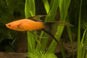 Swordtail Prints: Swordtail