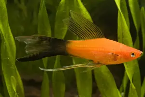 Swordtail