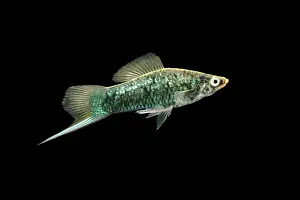 Texture Prints: Swordtail Fish