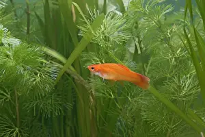 Aquatic Prints: Swordtail Fish – female side view by weeds dist: C America UK