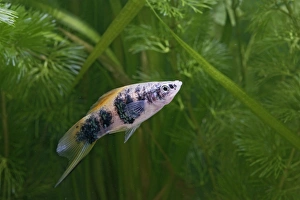 Images Dated 31st October 2005: Swordtail Fish – male side view by weeds Dist: C America UK
