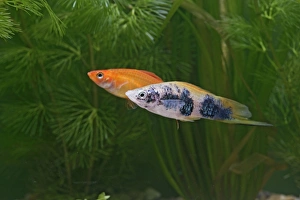 Images Dated 31st October 2005: Swordtail – pair side view by weeds dist: C America UK