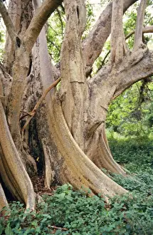 Figs Prints: Sycamore Fig - Butteresses Zululand, South Africa