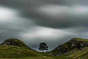 Landmark Prints: Sycamore Gap