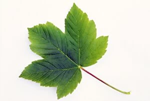 Leaves Collection: Sycamore Leaf