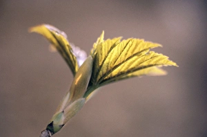 <b class=qtipBold><figcaption>SYCAMORE - leaf</figcaption></b><br>WAG-322 SYCAMORE - leaf Acer pseudoplatanus Wolfgang Wagner Please note that prints are for personal display purposes only and may not be reproduced in anyway.<br><em>© Wolfgang Wagner / ardea.com</em> SYCAMORE - leaf