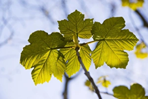 Images Dated 9th April 2008: Sycamore leaves - Newly emerged leaves in the spring photographed against the sky. England, UK