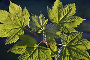 Images Dated 15th April 2007: Sycamore / Maple leaves