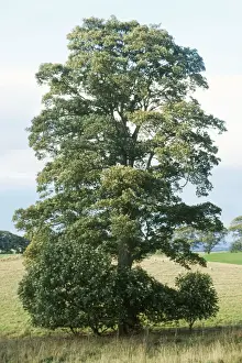 Sycamores Prints: Sycamore Tree