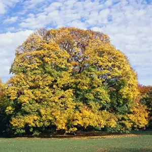 Sycamores Prints: Sycamore Tree - Autumn, sequence 3 of 4