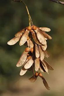 Fruits Prints: Sycamore Tree - fruits / seeds. Alsace - France