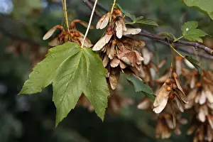 Sycamore Tree - leaf & fruits / seeds