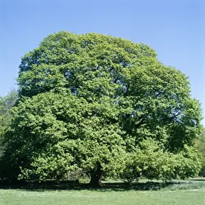 Sequence Prints: Sycamore Tree - spring, sequence 1 of 4
