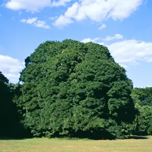 Sequence Prints: Sycamore Tree - summer, sequence 2 of 4