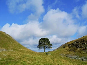 Plants Collection: Sycamore Tree - Sycamore Gap - Hadrian's wall - UK