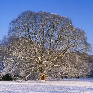 Images Dated 1st December 2005: Sycamore Tree - winter, sequence 4 of 4
