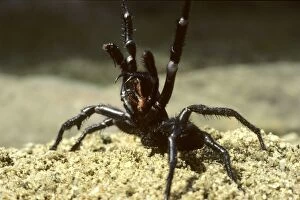 Sydney Funnel-web Spider in defensive position