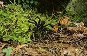 Asutralasian Gallery: Sydney Funnel-web Spider - male