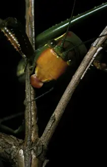 Sydney gumleaf katydid - a predatory katydid with a ferocious bite. The name horridus refers to the spiky legs