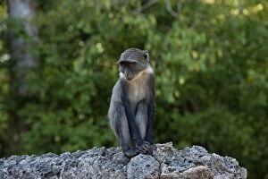 Sykes / White-throated / Samango Monkey
