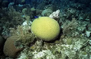 Honduras Prints: Symmetrical Brain Coral - Bay Islands - Honduras