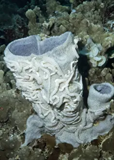 Poriferas Prints: Synaptula on Vase Sponge Palau Island